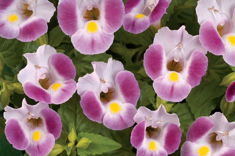 Торения Kauai Rose