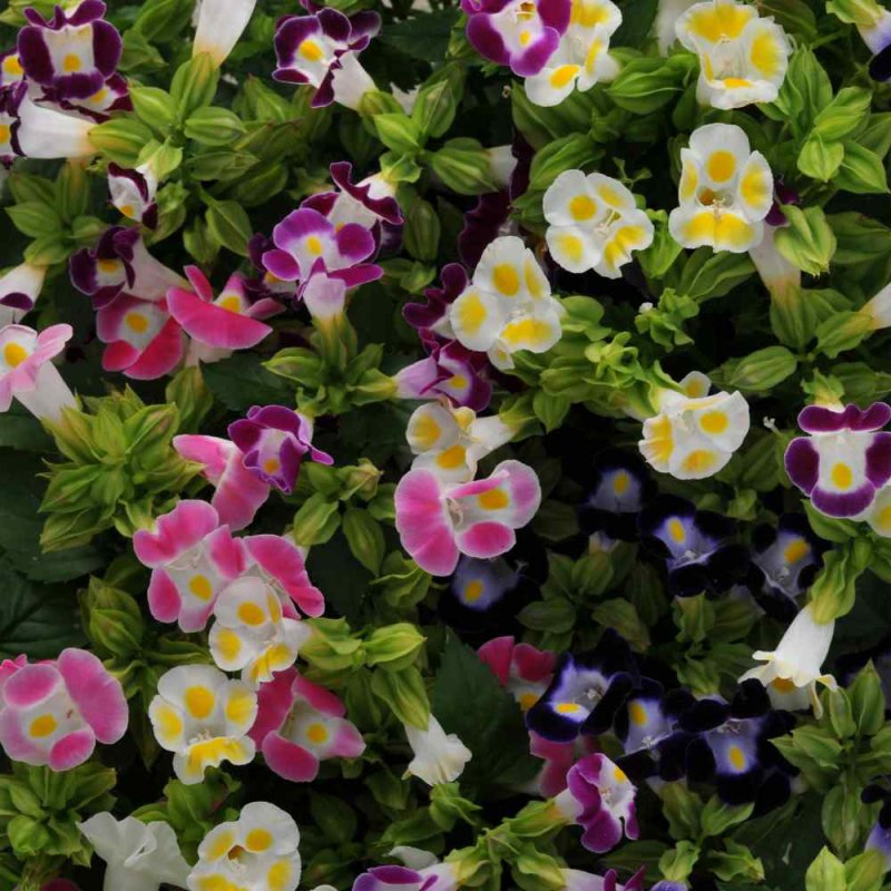 Торения Kauai Magenta