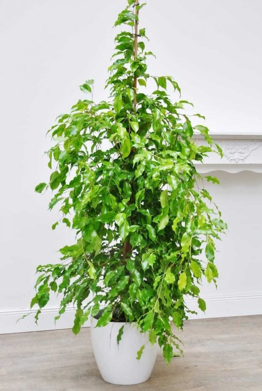 Ficus Virens var. Подланцевидный