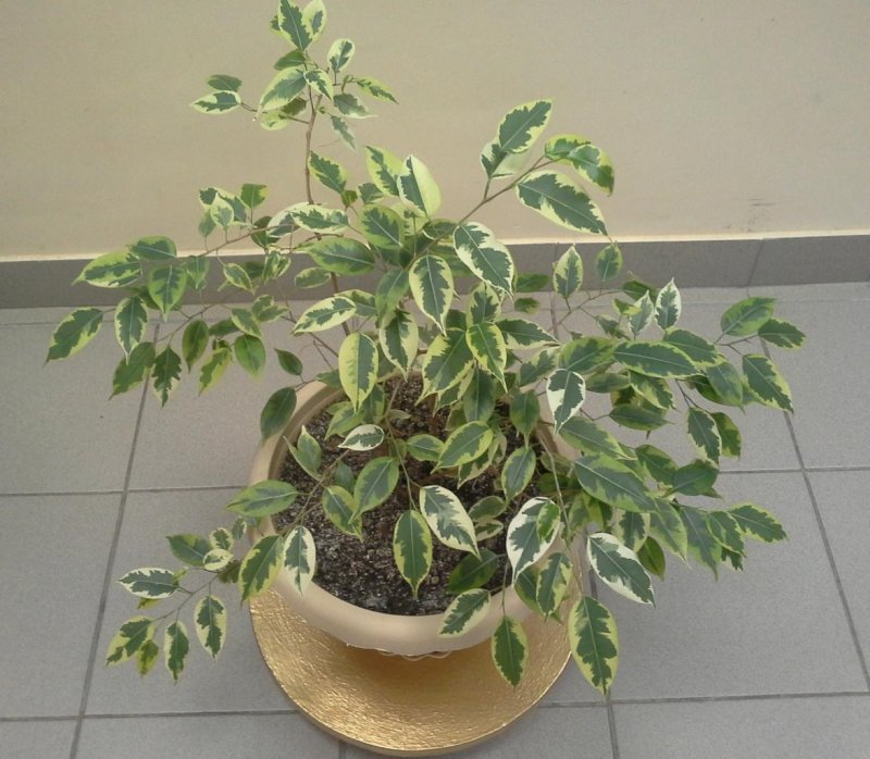 Ficus Gold shrub pokok Ara