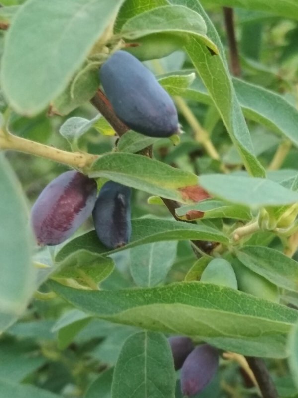 Lonicera tatarica жимолость Татарская