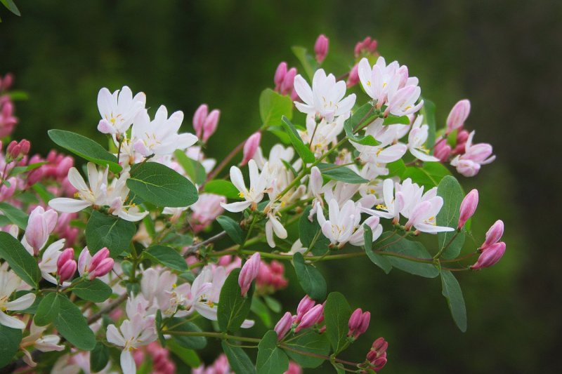 Жимолость съедобная (Lonicera edulis)