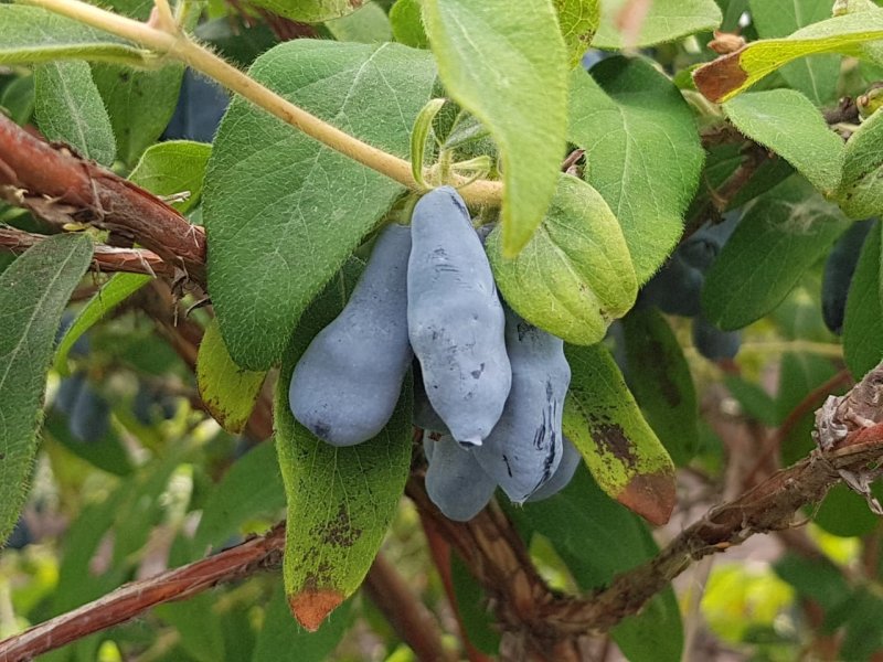 Жимолость съедобная (Lonicera edulis)