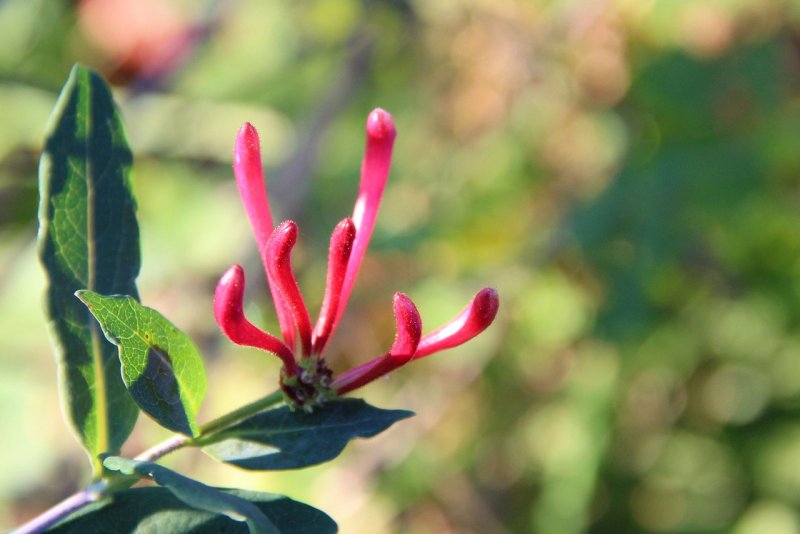 Lonicera caprifolium Munster