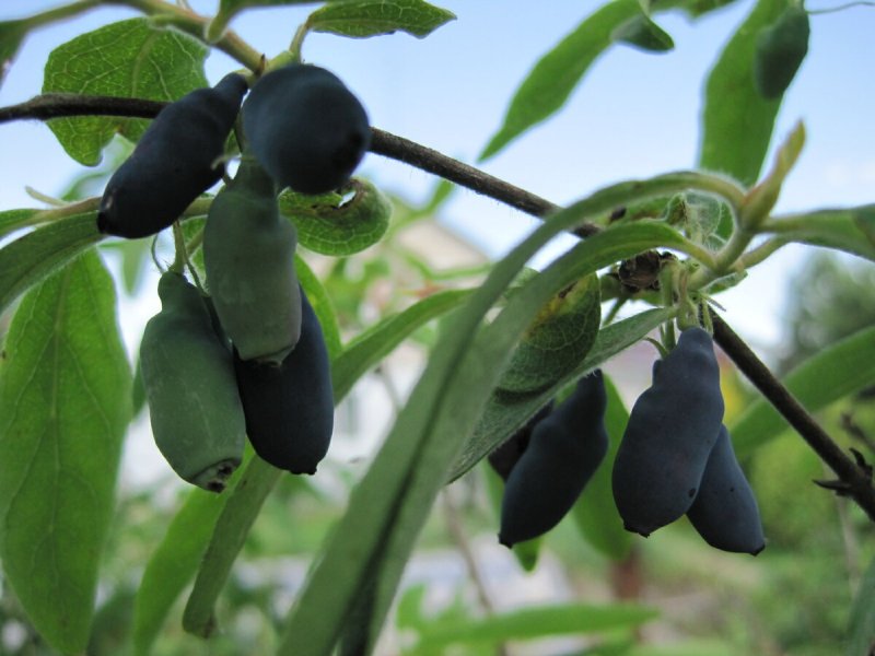Жимолость Альпийская (Lonicera alpigena)