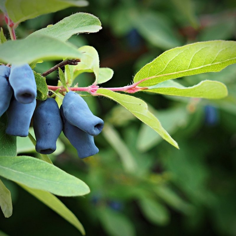 Жимолость (Lonicera xylosteum),