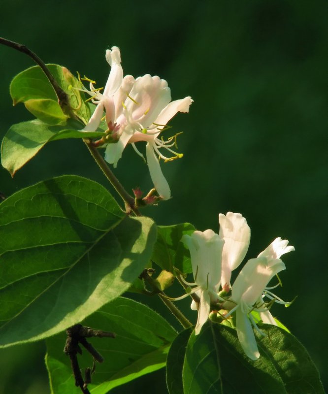 Lonicera praeflorens