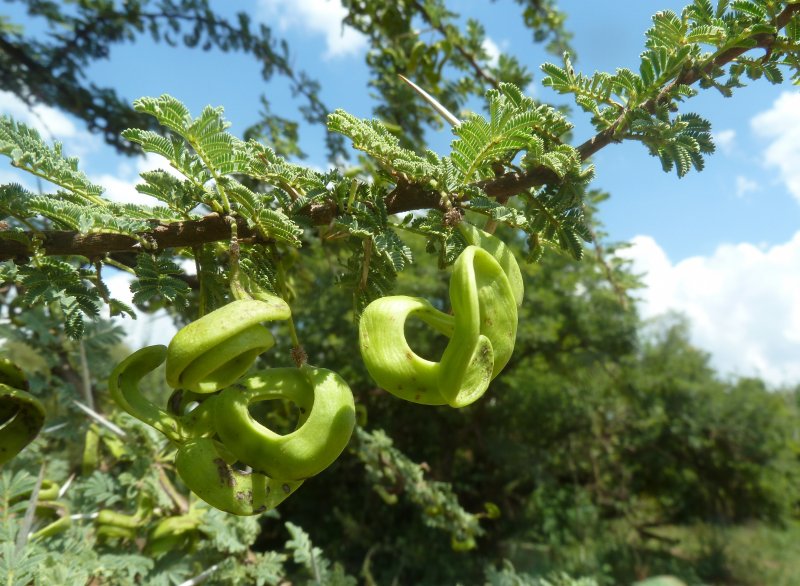 Акация кручёная (Acacia tortilis)