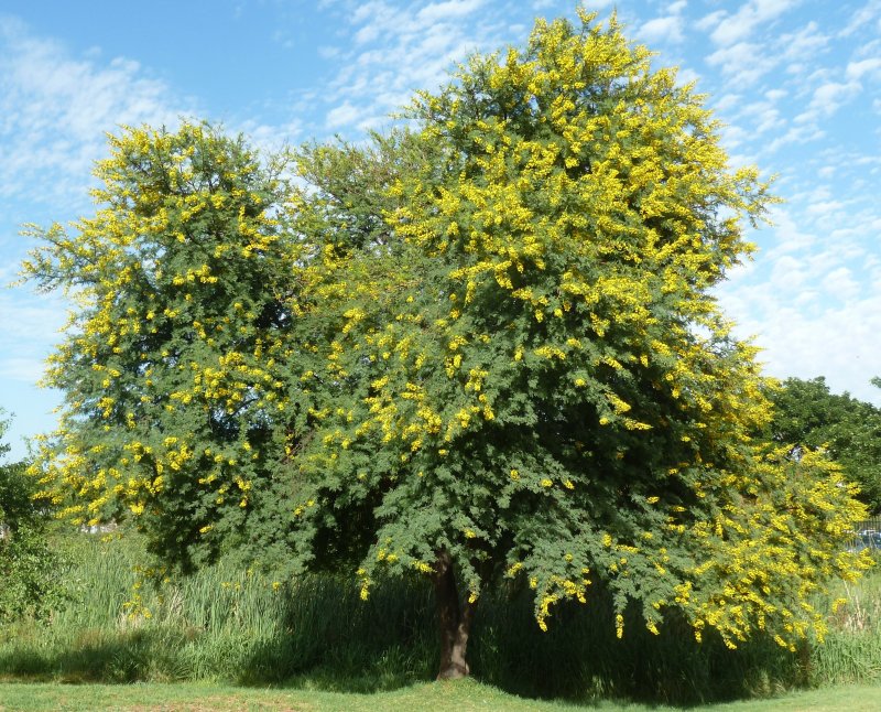 Acacia Seyal