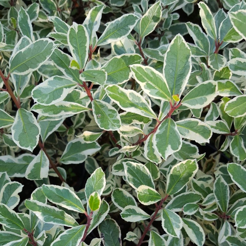 Жостер вечнозеленый Rhamnus alaternus