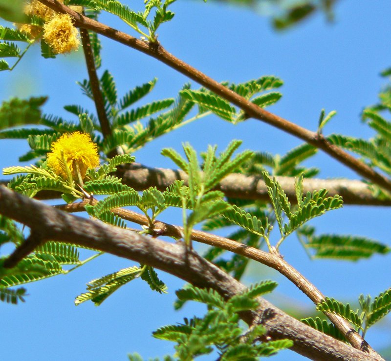 Акация колючая Acacia victoriae