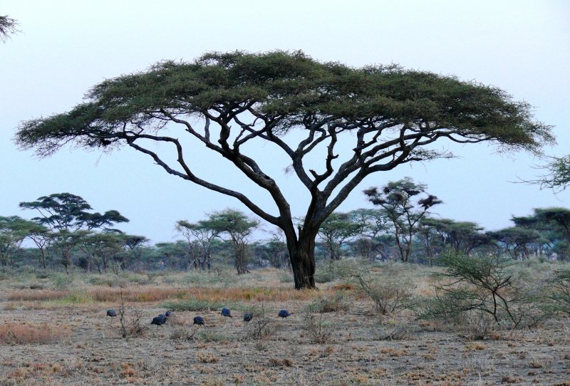 Акация кручёная (Acacia tortilis)
