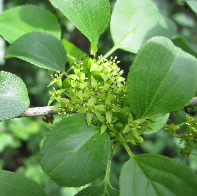 Жостер Rhamnus cathartica