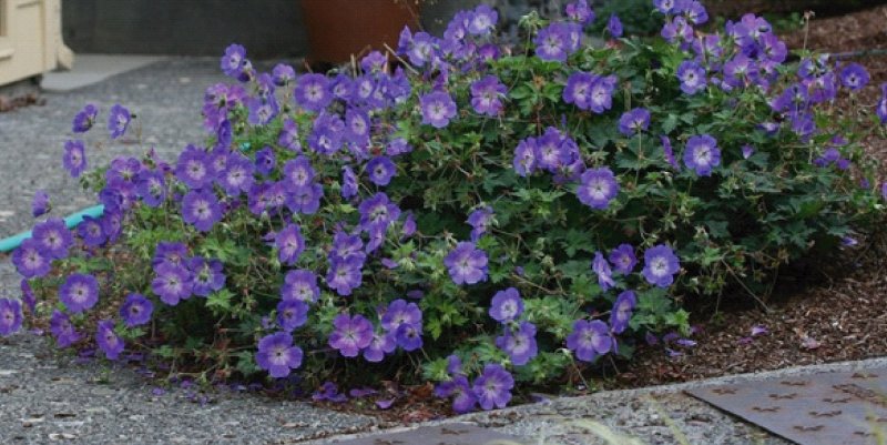 Герань Розанна (Geranium Rozanne ®)