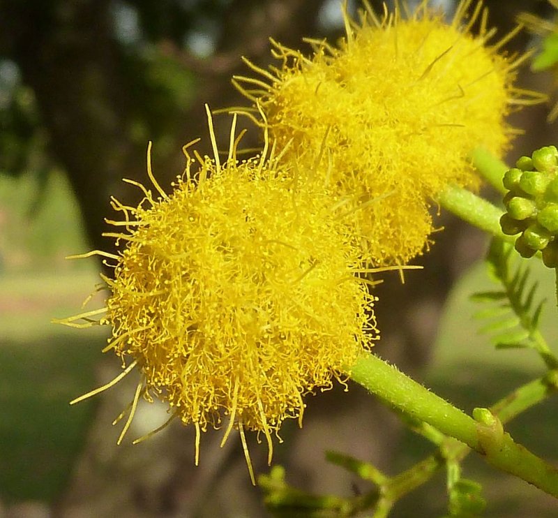 Vachellia Karroo