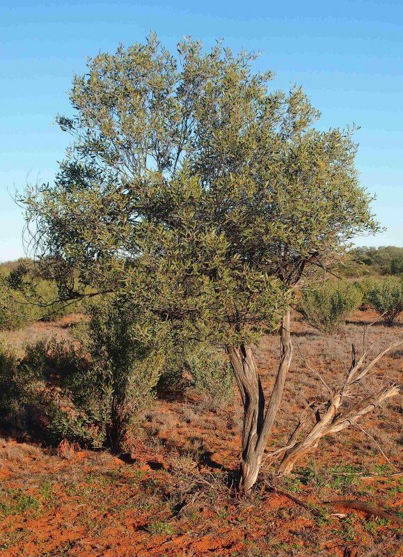 Acacia horrida