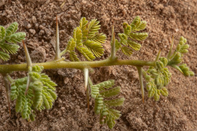 Акация кручёная (Acacia tortilis)