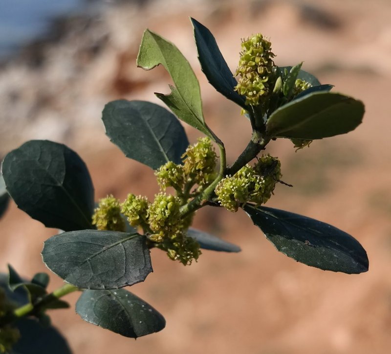 Жостер вечнозеленый Rhamnus alaternus