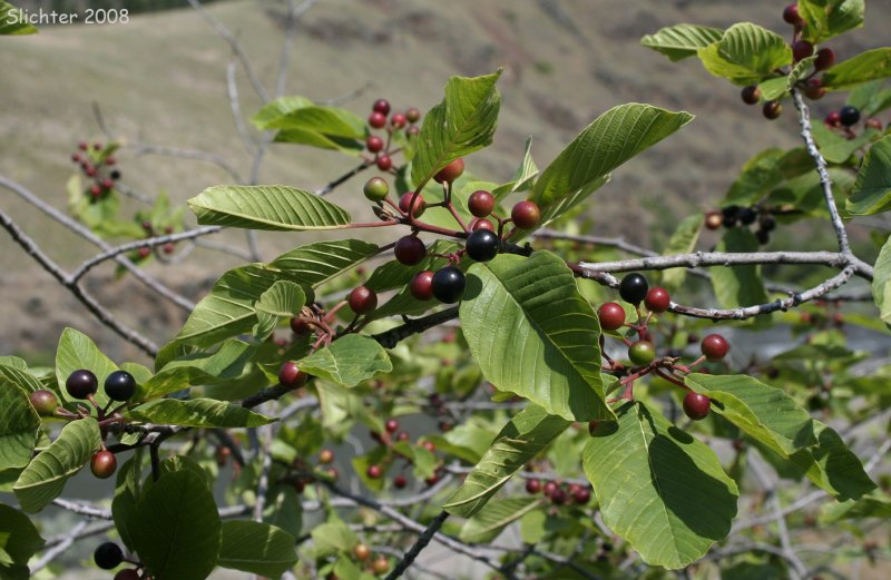 Крушина cascara Sagrada