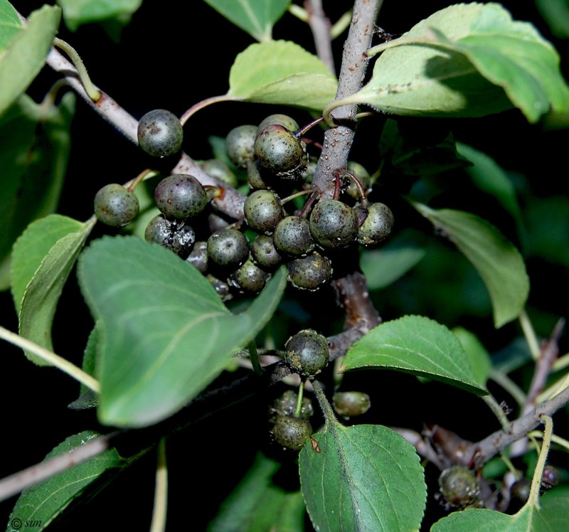 Жостер Rhamnus cathartica