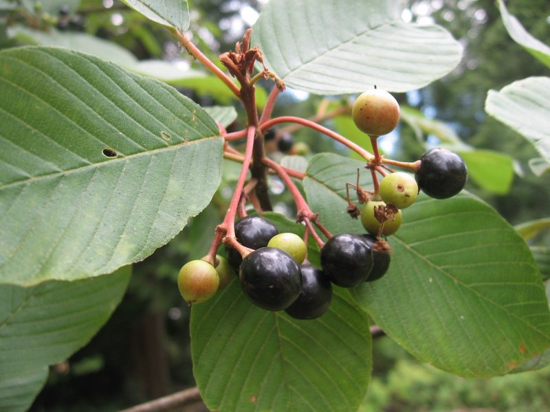 Rhamnus purshiana