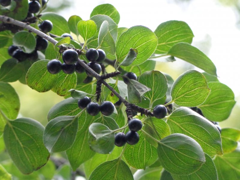 Крушина слабительная (Rhamnus cathartica)