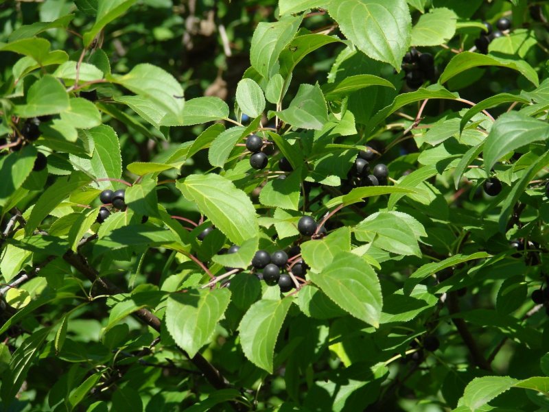 Крушина слабительная (Rhamnus cathartica)
