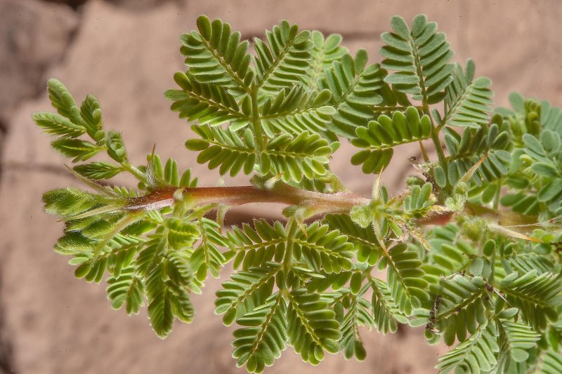 Acacia tortilis