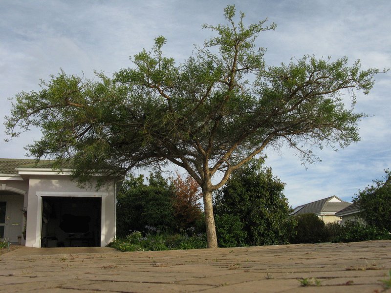 Acacia sieberiana