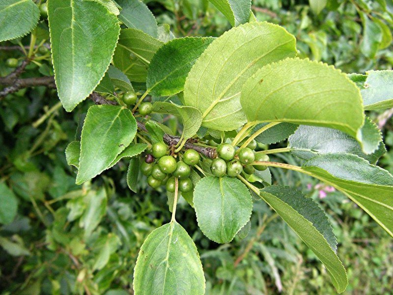 Жостер слабительный (Rhamnus cathartica)