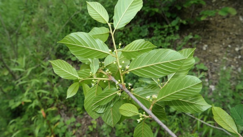 Крушина ольховидная Frangula Alnus