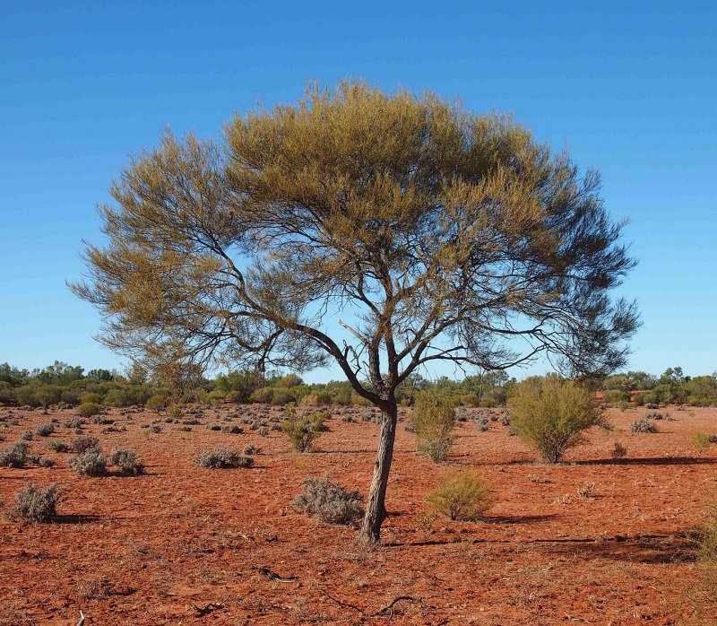 Acacia aneura Акация Мульга