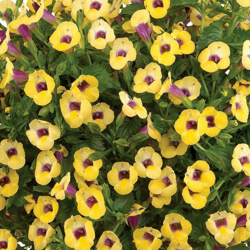 Торения Torenia Yellow Moon