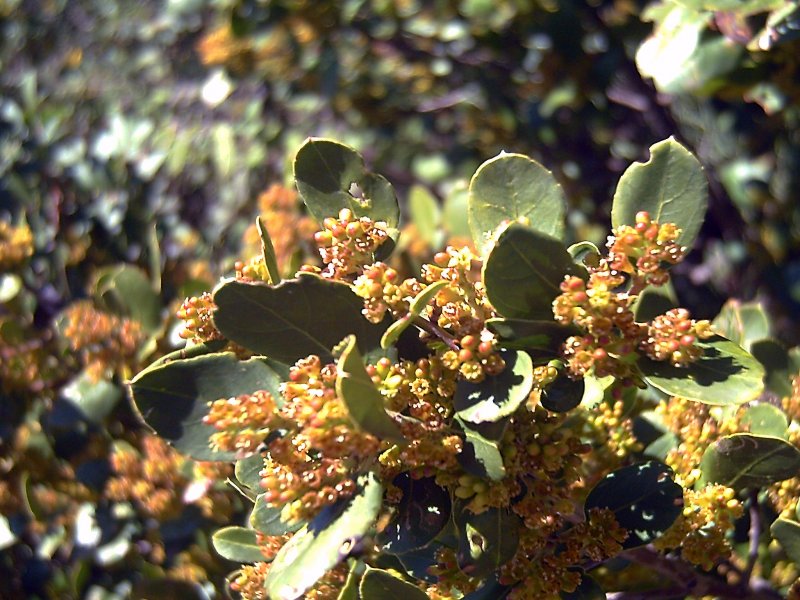 Крушина слабительная (Rhamnus cathartica)
