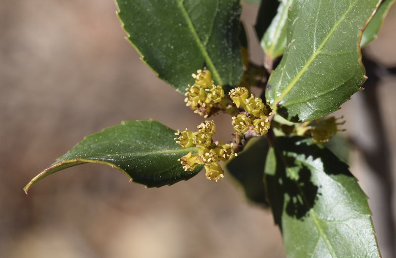 Rhamnus alaternus