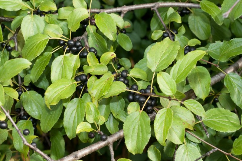 Жостер слабительный (Rhamnus cathartica)