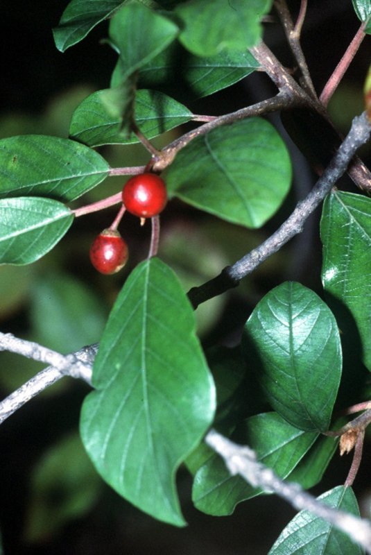 Крушина ольховидная Frangula Alnus