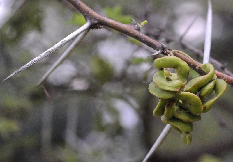 Акация кручёная (Acacia tortilis)