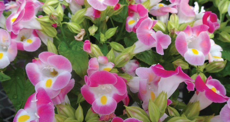 Торения Kauai Rose