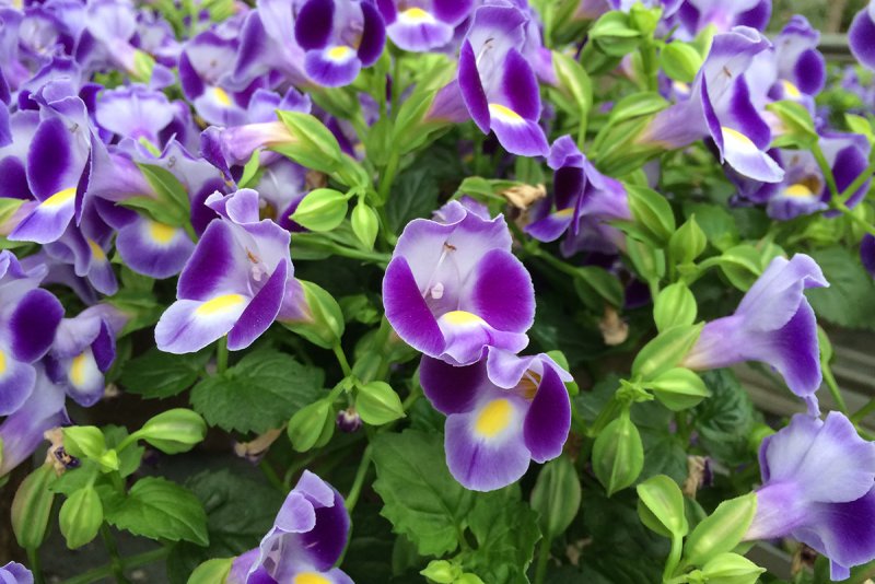 Торения Фурнье Kauai Magenta
