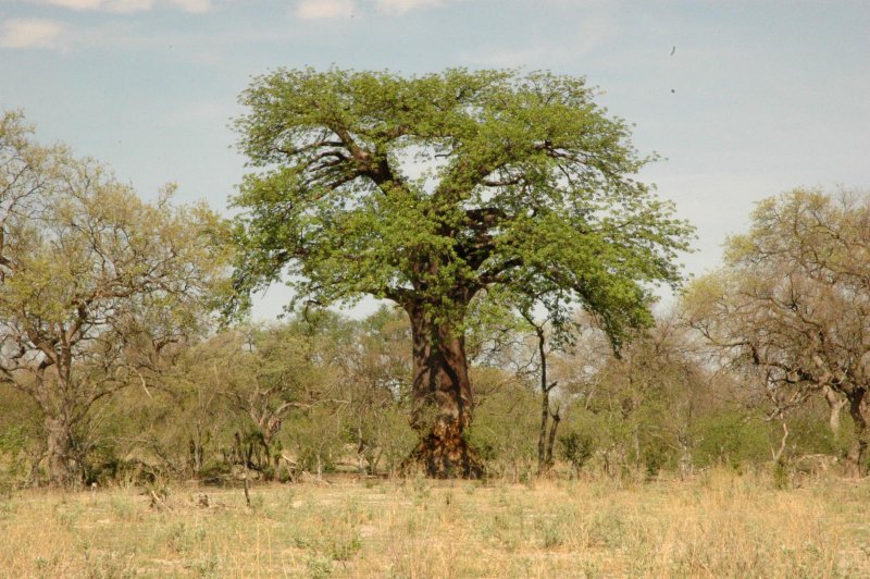 Bursera simaruba