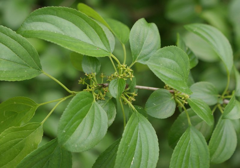 Frangula Alnus