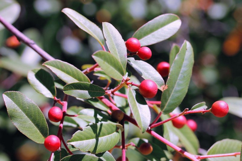 Rhamnus purshiana