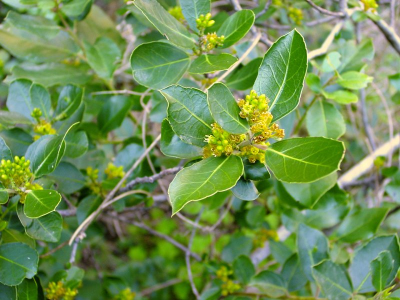 Rhamnus crocea