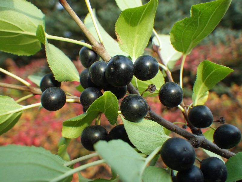 Крушина слабительная (Rhamnus cathartica)