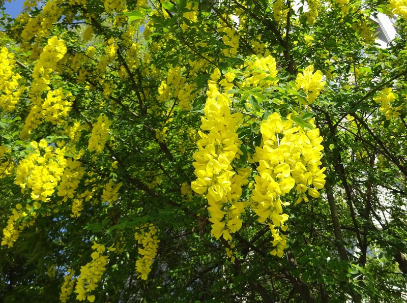 Vachellia nilotica