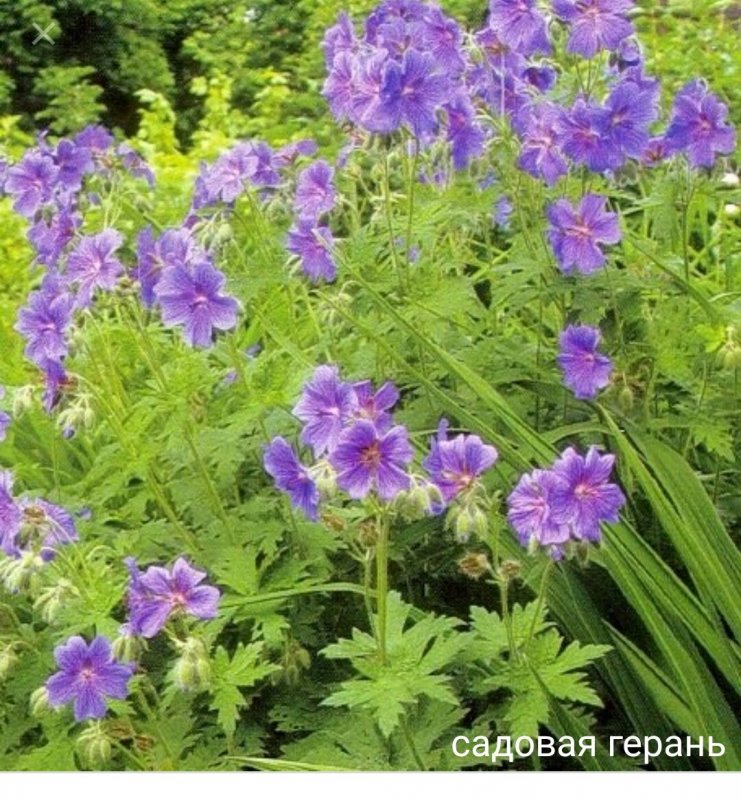 Герань Садовая Тесс