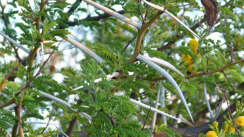 Баобаб (Adansonia digitata l.