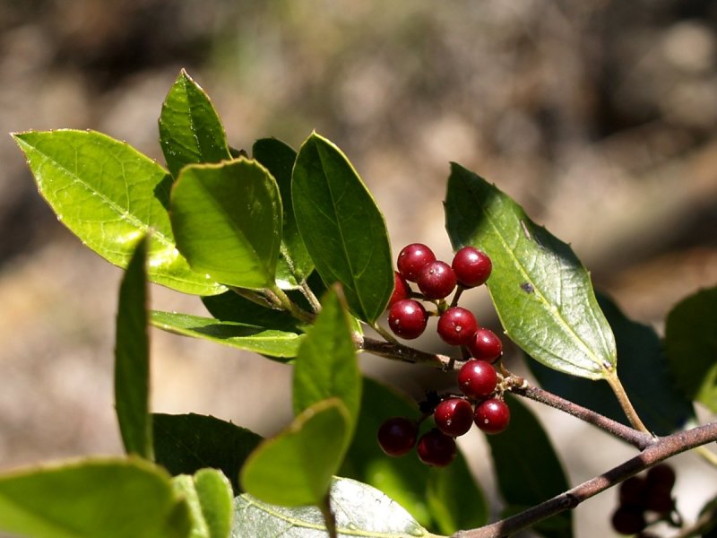 Жостер Палласа (Rhamnus pallasii. Rhamnaceae)