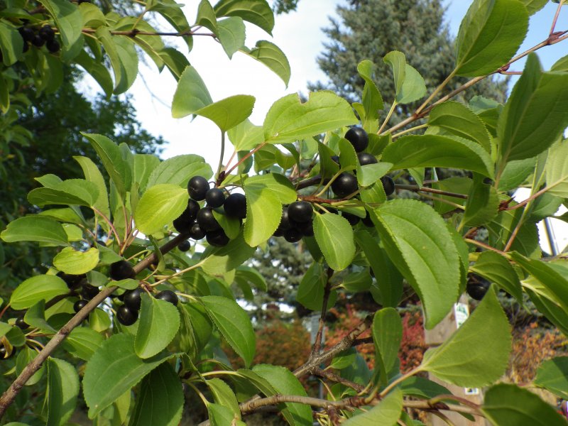 Крушина слабительная (Rhamnus cathartica)